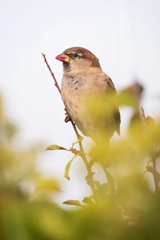 Blackberry-beaked sparrow, hedgerow, Falmouth. 2019.